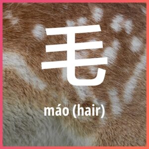 Chinese character: fur