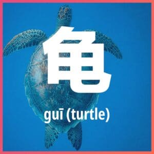Chinese character: turtle