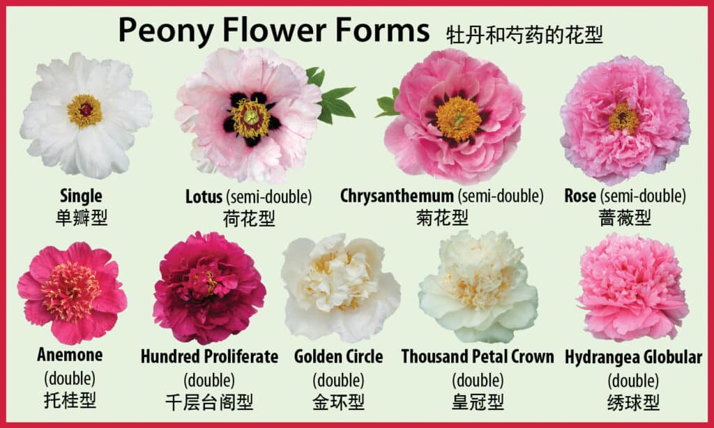image shows how to say different flowers in chinese