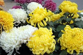 Chrysanthemum - 菊花 (júhuā) represent in chinsese culture