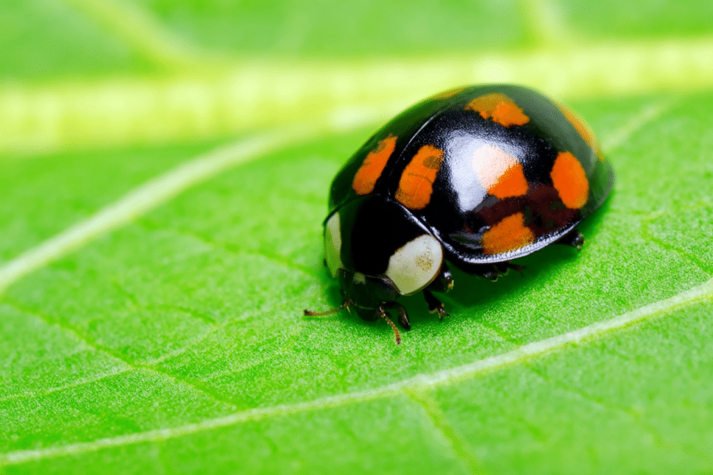 a picture used in a chinese story with a little lady bug in a green leaf